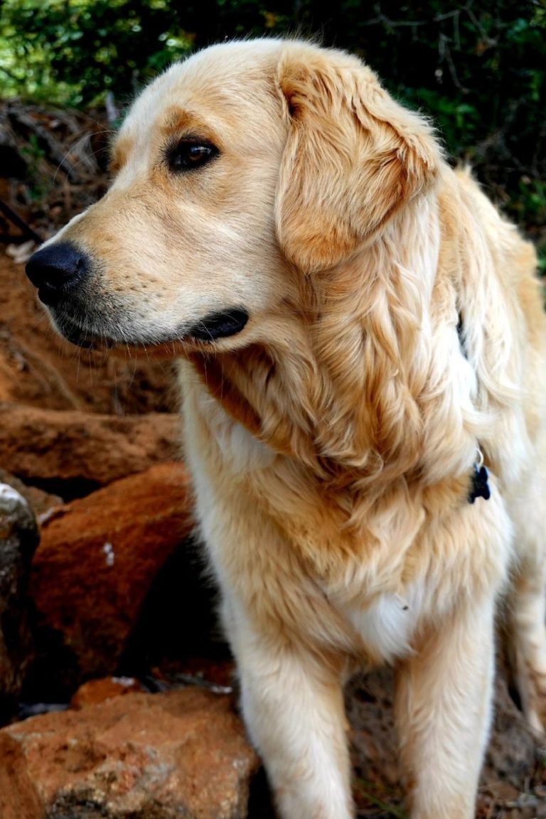 Denio, a light golden Golden Retriever, looking off to the side