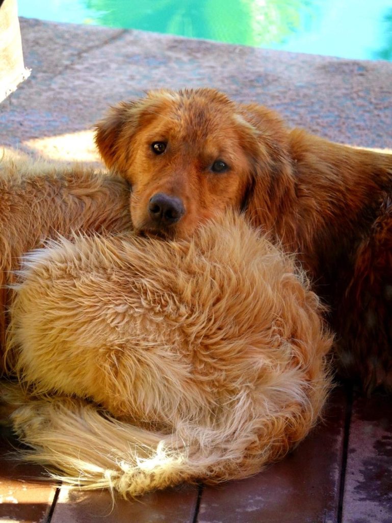 Denali, a red-gold Golden Retriever, resting on the deck