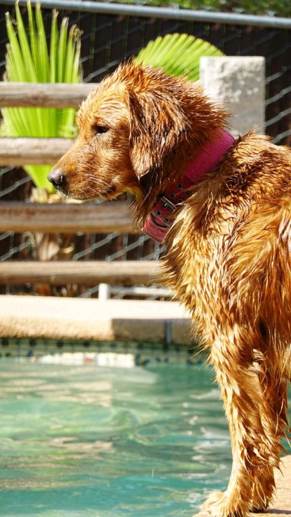 Golden Retriever by the pool after a swim