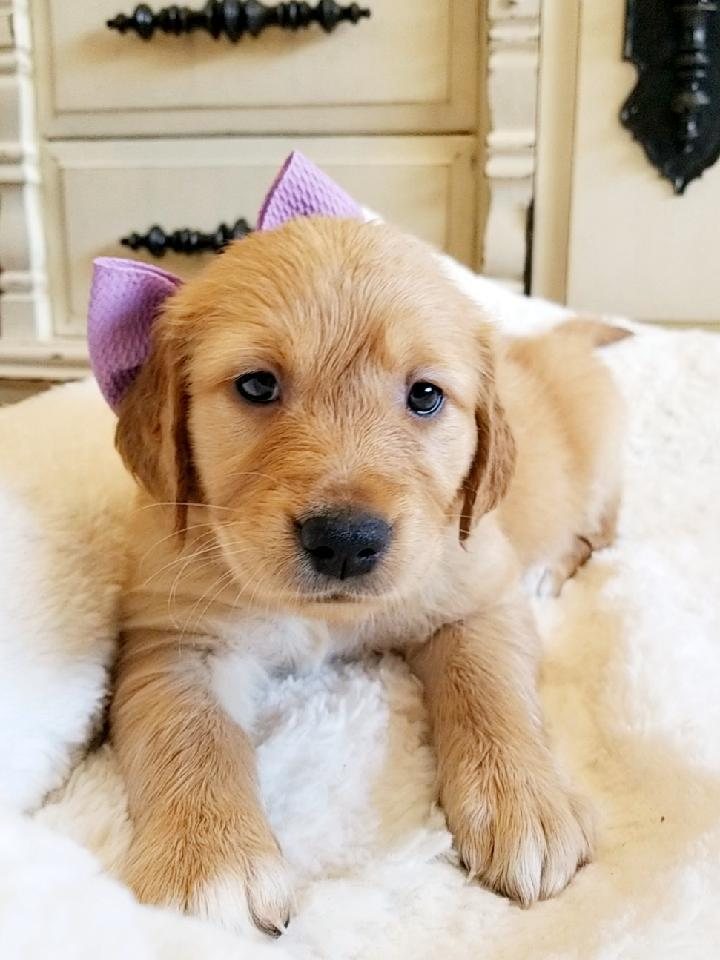 Amethyst, a Golden Retriever puppy from the Denali × Denio litter