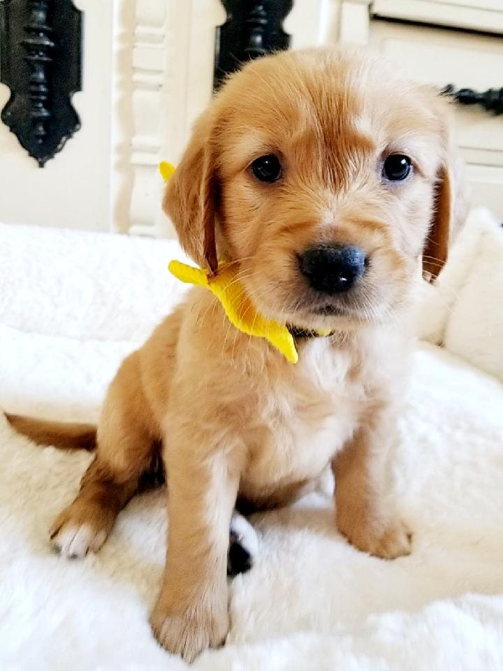 Citrine, a Golden Retriever puppy from the Denali × Denio litter