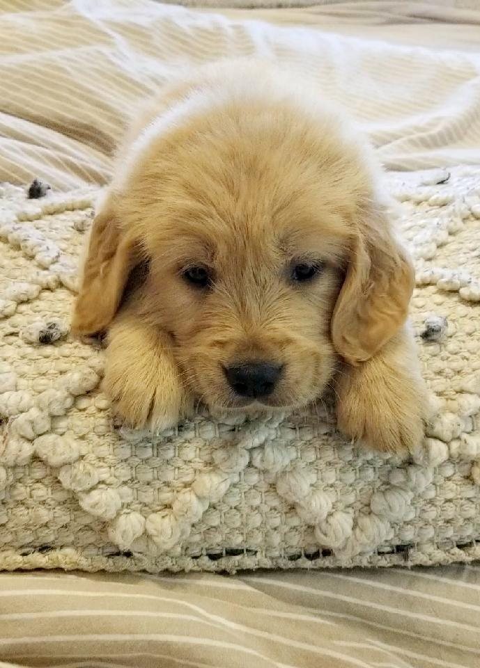 Cobalt, a Golden Retriever puppy from the Denali × Denio litter