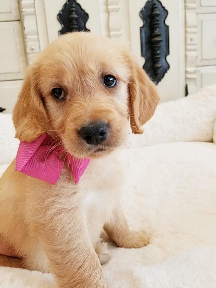 Golden Retriever puppy with a pink bow