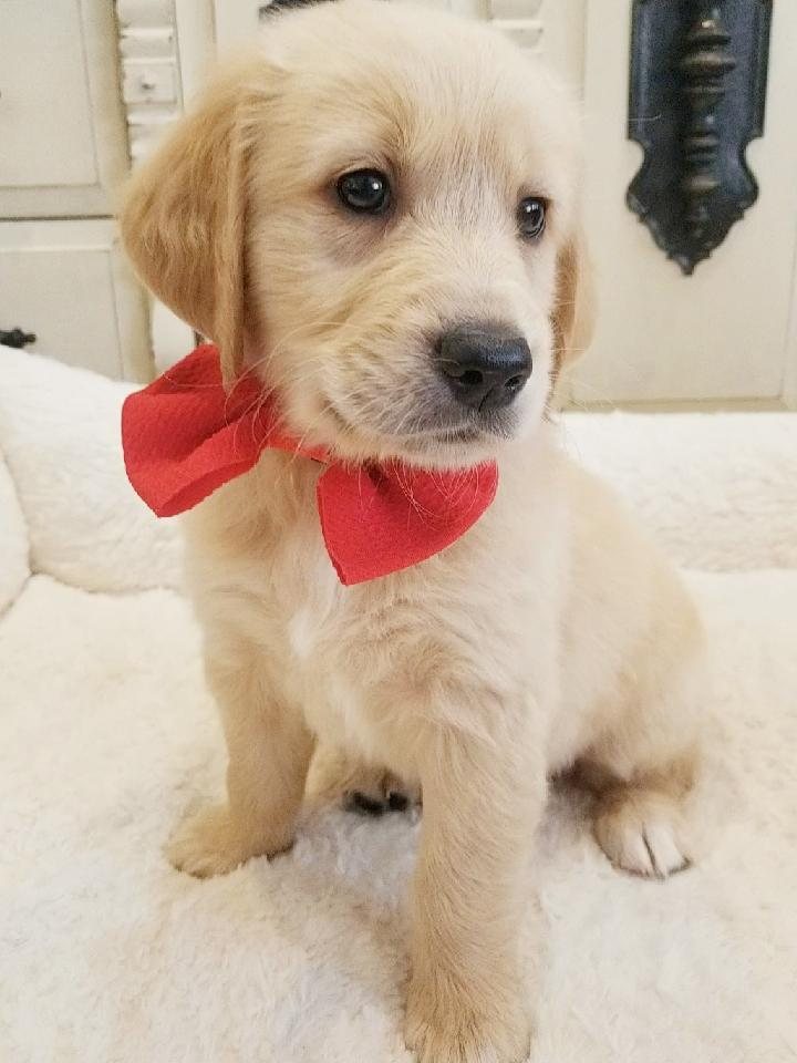 Garnet, a Golden Retriever puppy from the Denali × Denio litter