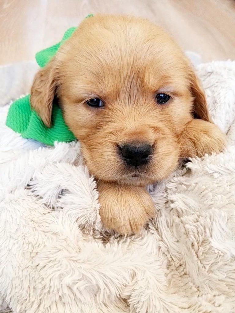 Golden Retriever puppy with a green ribbon