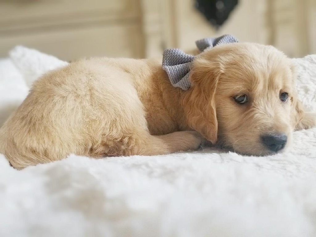 Jet, a Golden Retriever puppy from the Denali × Denio litter