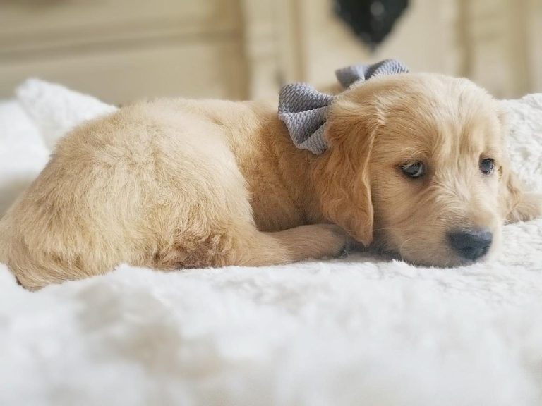 Jet, a Golden Retriever puppy from the Denali × Denio litter