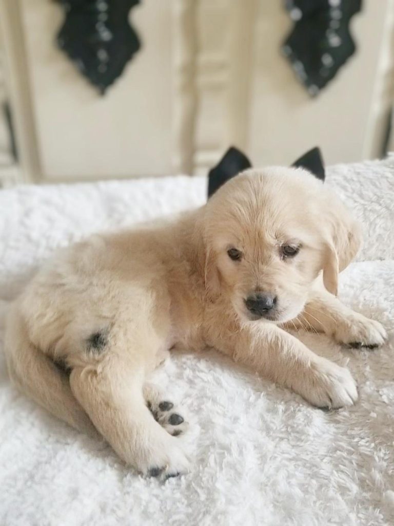 Onyx, a Golden Retriever puppy from the Denali × Denio litter