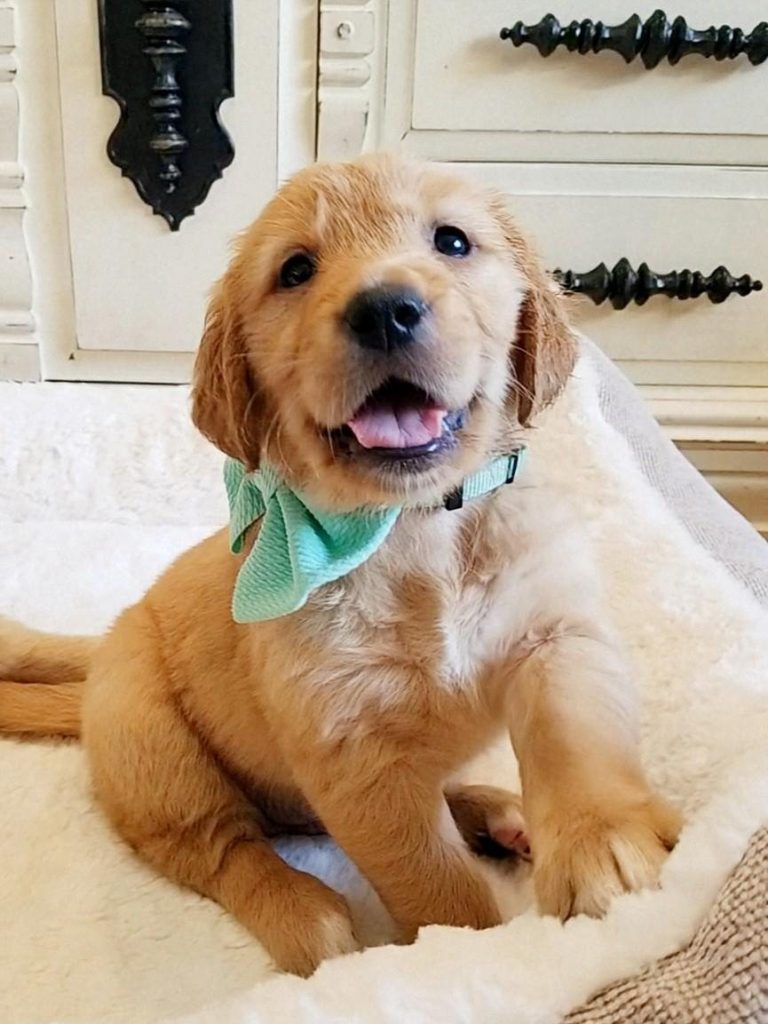 Golden Retriever puppy with a teal bow