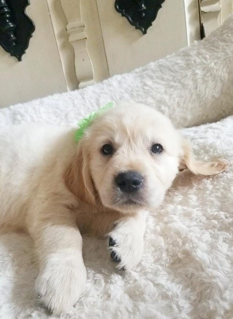 Peridot, a Golden Retriever puppy from the Denali × Denio litter