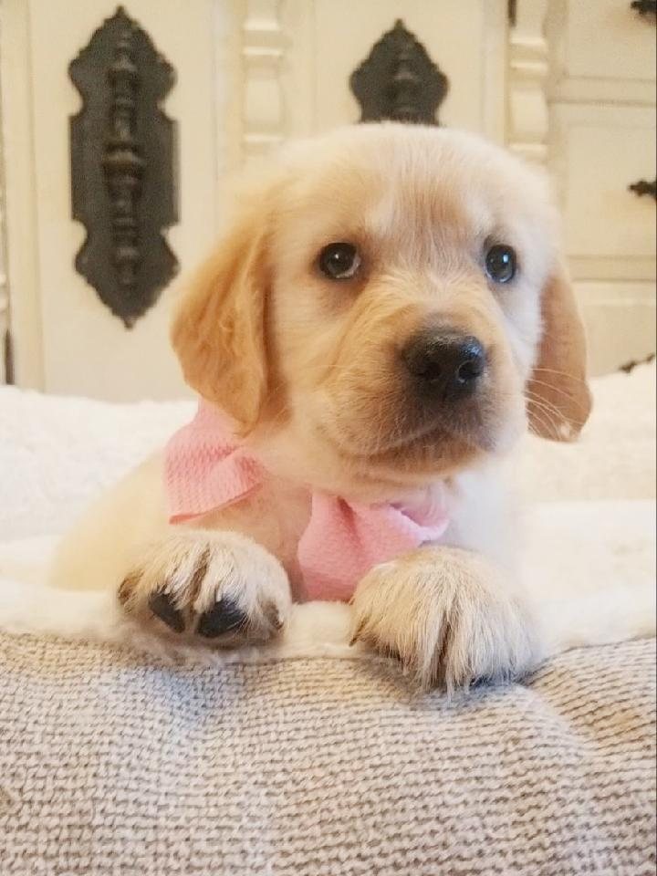 Rose, a Golden Retriever puppy from the Denali × Denio litter