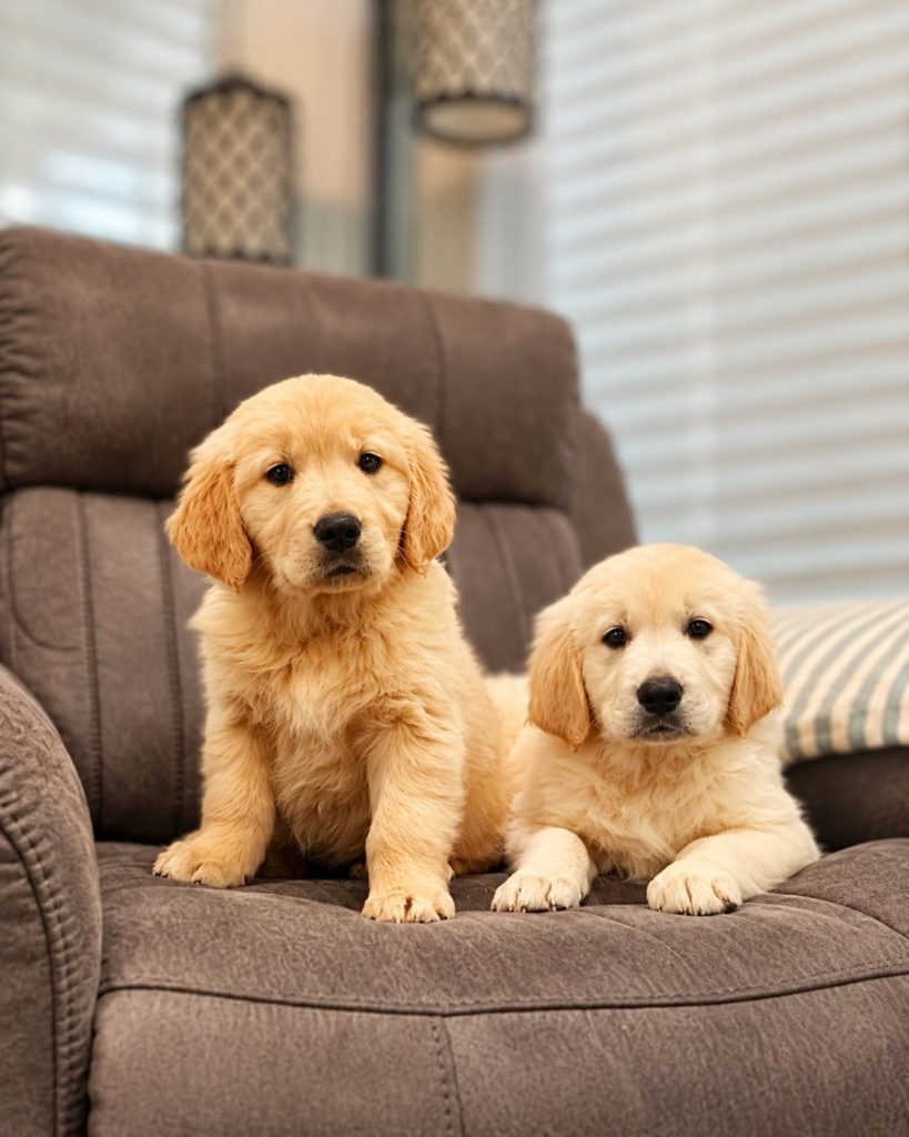Two Golden Retriever puppies on a recliner