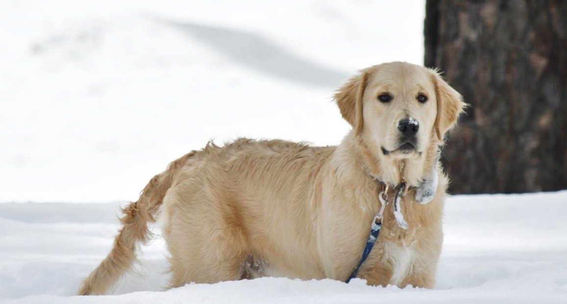 A Golden Retriever standing in fresh snow
