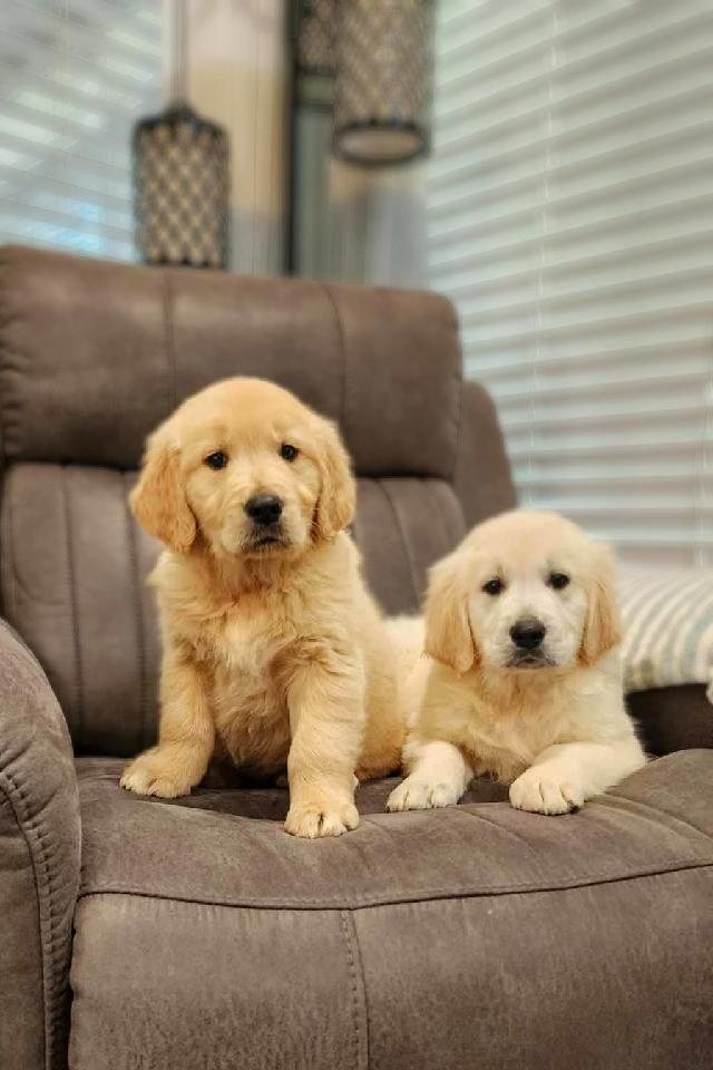 Two puppies on the family recliner